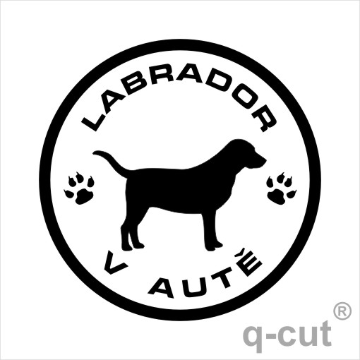 Labrador v autě