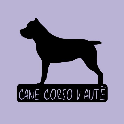 Cane Corso v autě - možno jméno ZDARMA