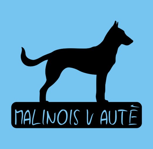 Malinois v autě - možno jméno ZDARMA